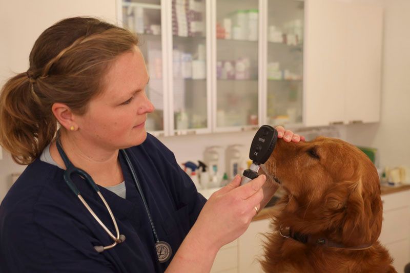 Tierarztpraxis Eitner - Augenkontrolle Hund