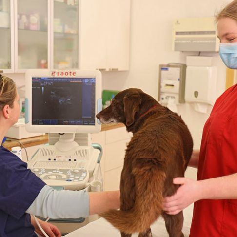 Tierarztpraxis Eitner - Ultraschall