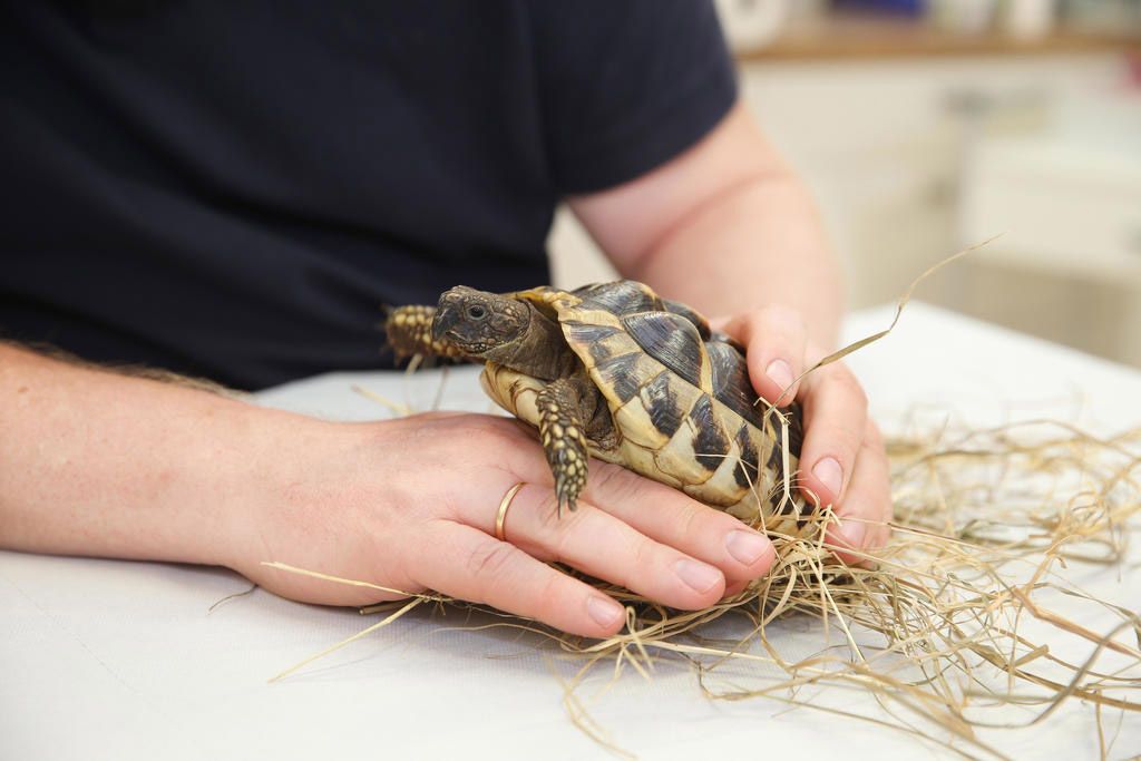 Tierarztpraxis Eitner - Behandlung Schildkröte