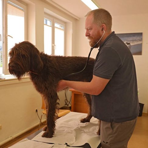 Tierarztpraxis Eitner - Untersuchung Hund