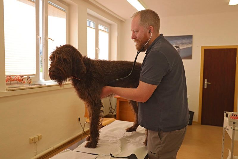 Tierarztpraxis Eitner - Untersuchung Hund